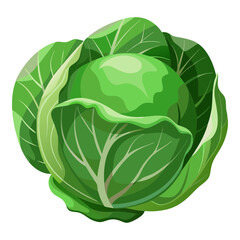 Obraz premium Fresh green cabbage vegetable nutrition healthy eating raw food vegan diet vegetarian recipe ingredient