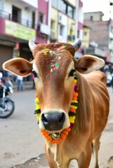 Decorated cow during Mattu Pongal festival on streets of India &mdash; ai
