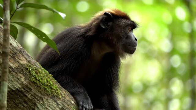 A captivating close-up captures a primate with dark, sleek fur and a distinct reddish-brown crown, calmly perched on a moss-covered tree branch. The animal's intelligent amber eyes gaze thoughtfully i