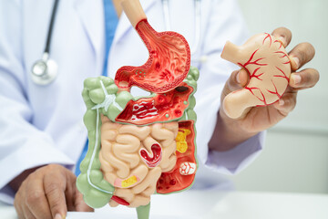 Digestive system with stomach and intestine, Asian doctor holding human anatomy model for study diagnosis and treatment in hospital.