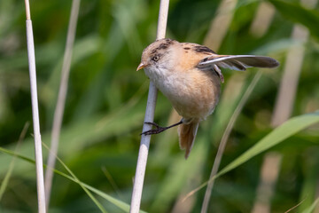 Obraz premium Juvenile bearded reedling perched on reed stem in Lelystad, Flevoland, Netherlands at Marker Wadden