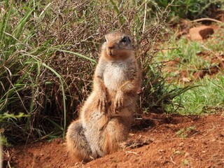 Ground squirrel