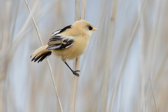 Juvenile bearded reedling on reed stem at Marker Wadden in Lelystad, Flevoland, Netherlands during sunny weather