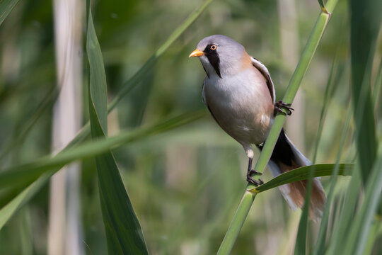 Bearded reedling on a reed stem at Marker Wadden in Lelystad Flevoland in the Netherlands during daytime