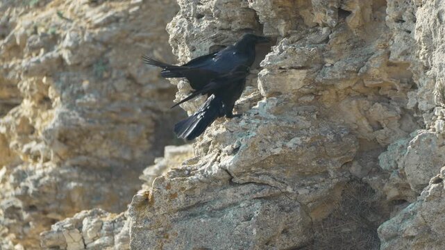 Ravens birds cliffs, two large black ravens resting and interacting on a rocky limestone cliff face in strong sunlight.