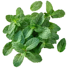 Mint leaves are gathered together showing their shape and texture ideal for use in food and drinks during cooking time