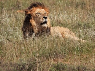 lion in the grass © Charlie
