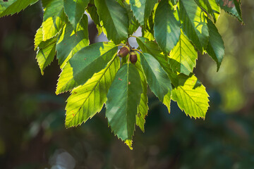 冬の森　日差しに輝き透ける木の葉とドングリのアップ09