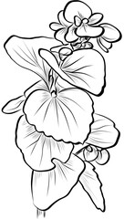 Begonia Flower Hand Drawn Botanical Illustration