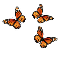 Three butterflies with orange wings float in the air on a sunny day in a bright background