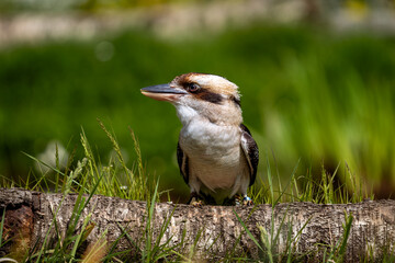 kookaburra on the ground