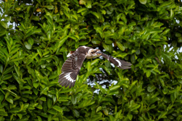 kookaburra in flight