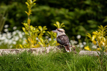 kookaburra on the ground