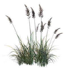 Green grass and tall reeds grow together under bright sunlight in a natural environment