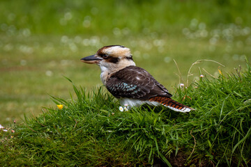 kookaburra on the ground