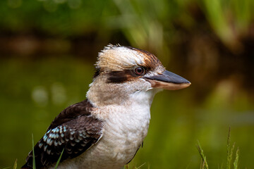 kookaburra close up