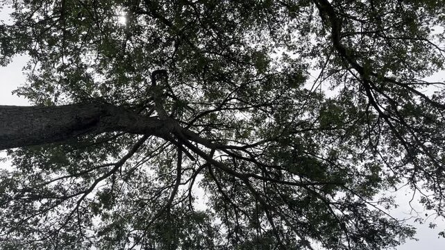 Looking Up Through Tree Branches Towards Sky