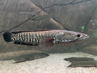 Exotic Giant Snakehead Fish (Channa Species) Swimming in Freshwater Aquarium with Sand Bottom