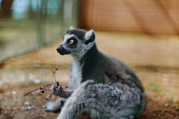 Obraz premium Lemur primate animal wildlife sitting zoo closeup fur eyes portrait in enclosure, a curious alert mammal with striped tail on branch showing texture and expressive gaze in natural pose.