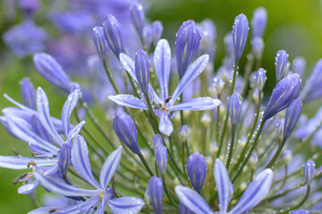 Blue agapanthus flowers with rain droplets in soft focus