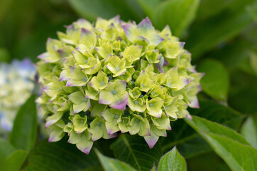 Emerging hydrangea macrophylla bloom with green yellow petals turning purple