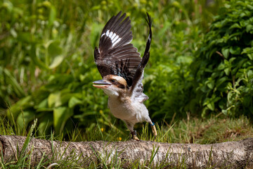 kookaburra in flight