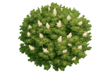 Top view of a flourishing green bush with white flowers, isolated with a transparent background