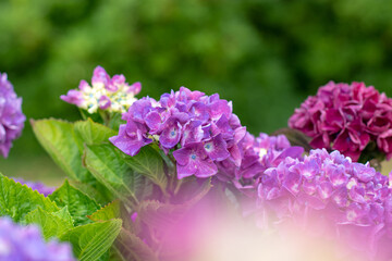 Pink hydrangea macrophylla blooms at different blooming stages with soft foreground blur
