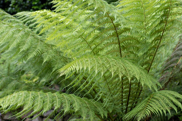 Lush green fern fronds in forest. Tropical foliage background