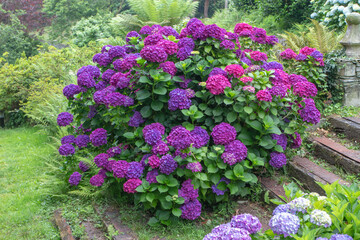 Purple hydrangea bush blooming beside old garden steps in landscape garden