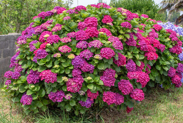 Abundantly blooming bigleaf hydrangea with magenta flowers in garden. Hydrangea macrophylla