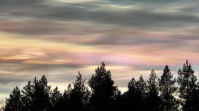 Aerial view of the dark silhouettes of trees contrast against the iridescent pastel hues of polar stratospheric clouds in the skies above, Lapland, Finland.
