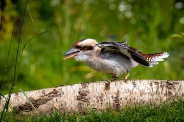kookaburra on the ground
