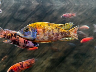 Vibrant African Yellow Peacock Cichlid Fish Swimming in Freshwater Aquarium with Natural Rock Background