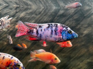 Vibrant OB Peacock Cichlid Fish Swimming in a Freshwater Aquarium with Natural Rock Background
