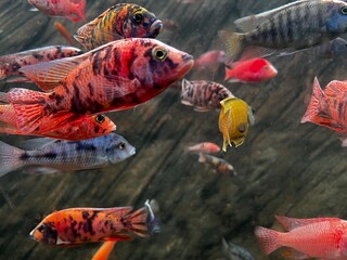 Vibrant OB Peacock Cichlid Fish Swimming in a Freshwater Aquarium with Natural Rock Background
