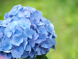 植物　風景　花　自然　