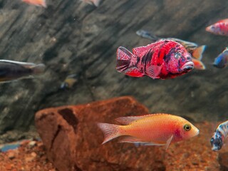 Vibrant OB Peacock Cichlid Fish Swimming in a Freshwater Aquarium with Natural Rock Background