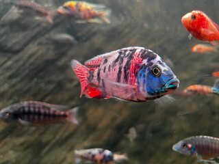 Vibrant OB Peacock Cichlid Fish Swimming in a Freshwater Aquarium with Natural Rock Background