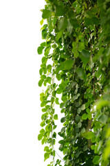 vine frame leaf vine circle Isolate on transparent background PNG file