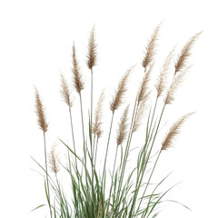 Tall grass stands upright with feathery plumes moving softly in the wind under clear skies during the day
