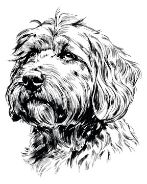 Hand drawn line art illustration of a fluffy dog portrait depicting an attentive expression for pet themed designs
