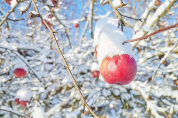 Apple covered with snow in an orchard on a sunny winter day, selective focus.