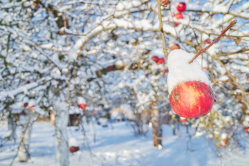 Apple covered with snow in an orchard on a sunny winter day, selective focus.