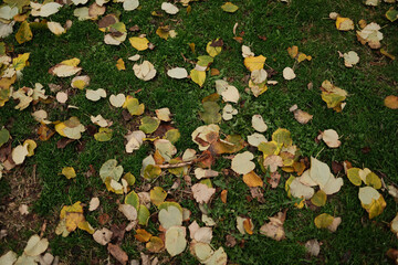 Yellow and brown autumn leaves scattered across green grass. Natural seasonal background...