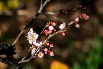 鎌倉2612　宝戒寺4　梅