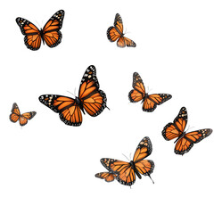 Colorful butterflies fly freely, showcasing their wings in a bright environment with clear light and open space