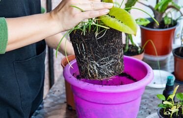 home gardening indoor flower repotting, plant roots during transplant into a larger pot