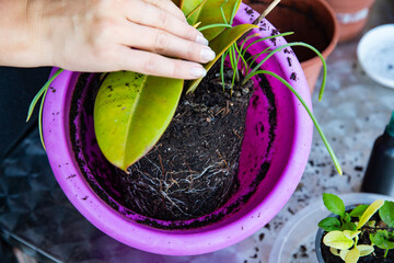 repotting a plant by hands close up