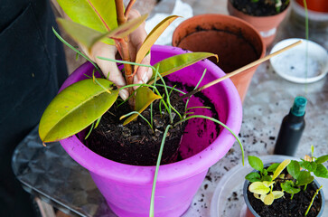 repotting plant into plastic flower pot